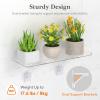 Lifewit Extra Wide & Strong Window Plant Floating Shelves 2 Pack, Heavy Duty Acrylic Suction Cup Shelf, Window Sill Extender for Indoor Succulent Plants, Micro Greens, Seed Starter Pots, Herb Planters(4)